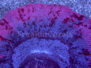 Twilight Bloom Trachyphyllia