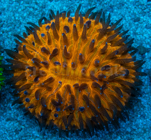 Sunset Glow Cycloseris