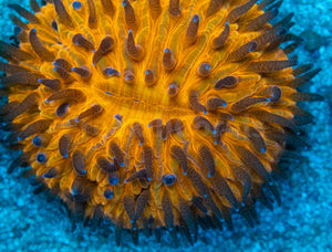 Sunset Glow Cycloseris