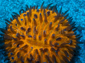 Sunset Glow Cycloseris