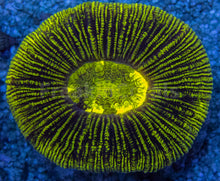 Carregar imagem no visualizador da galeria, Neon Blaze Trachyphyllia