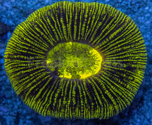 Neon Blaze Trachyphyllia