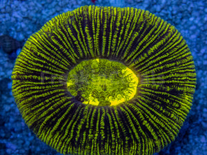 Neon Blaze Trachyphyllia