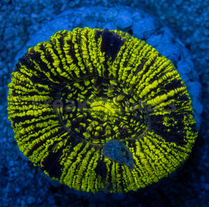 Neon Blaze Trachyphyllia