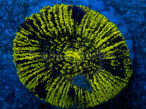 Neon Blaze Trachyphyllia