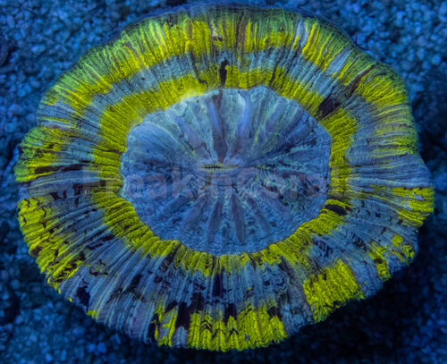 Neon Blaze Trachyphyllia