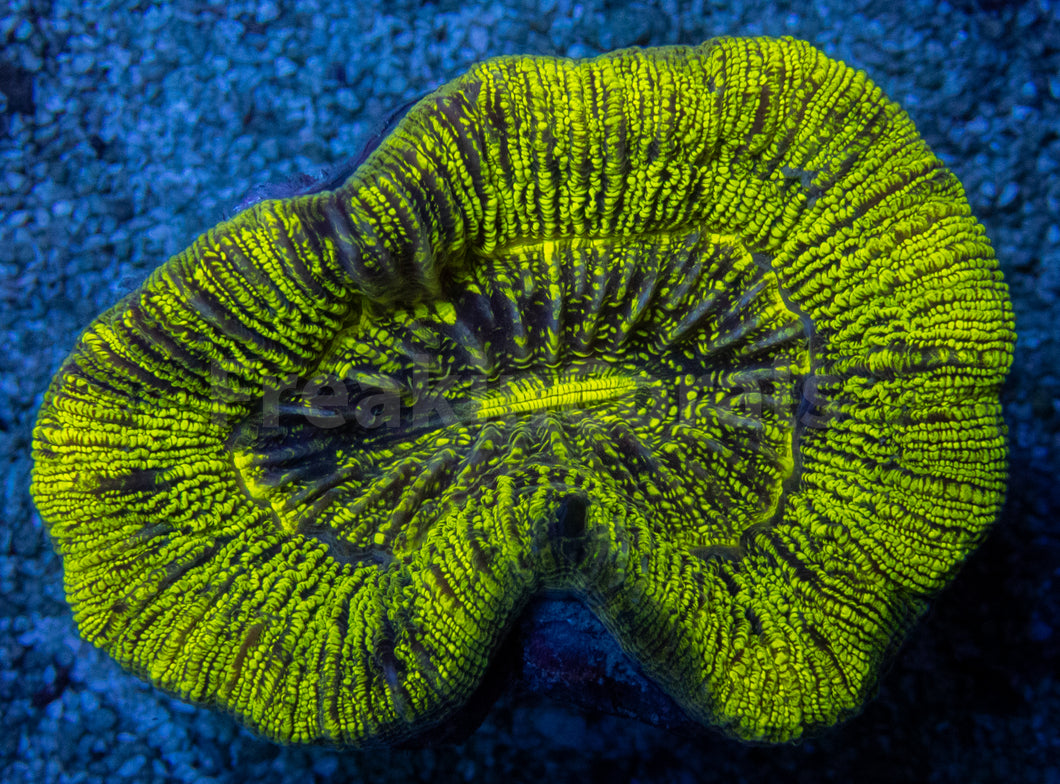 Neon Blaze Trachyphyllia