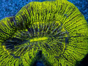 Neon Blaze Trachyphyllia