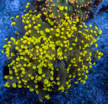 Load image into Gallery viewer, Solar Flare Euphyllia Paradivisa