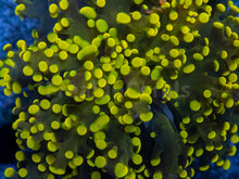 Load image into Gallery viewer, Solar Flare Euphyllia Paradivisa