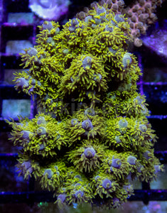 Emerald Wave Horrida Acropora (Cut to Order)