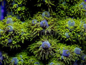 Emerald Wave Horrida Acropora (Cut to Order)