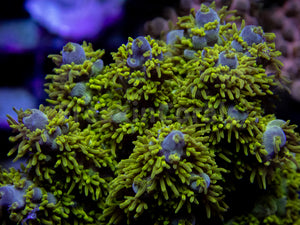 Emerald Wave Horrida Acropora (Cut to Order)