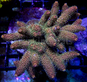 Amberflare Millepora (Cut to Order)