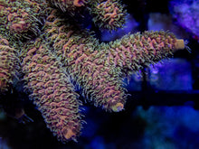 Carregar imagem no visualizador da galeria, Amberflare Millepora (Cut to Order)