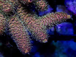 Amberflare Millepora (Cut to Order)