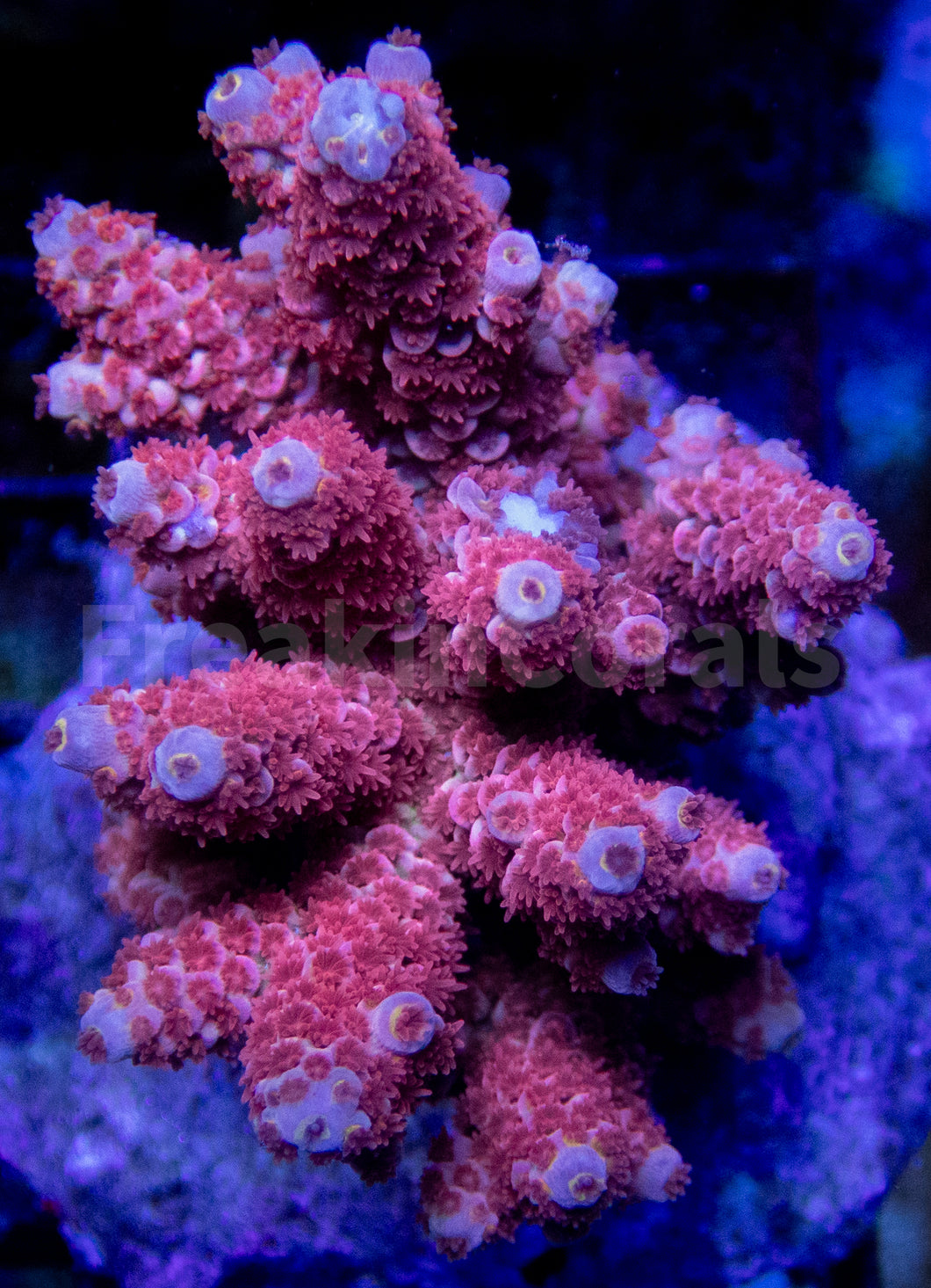 Pinkfrost Tenuis Acropora (Cut to Order)