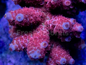 Pinkfrost Tenuis Acropora (Cut to Order)