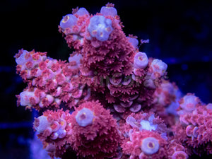 Pinkfrost Tenuis Acropora (Cut to Order)