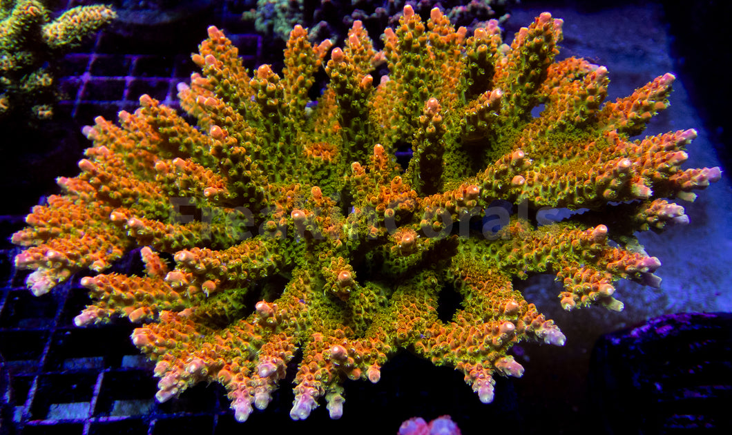 Amberflare Acropora (Cut to Order)