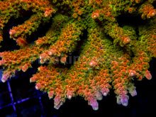 Load image into Gallery viewer, Amberflare Acropora (Cut to Order)