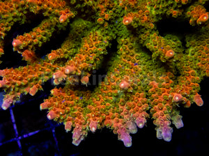 Amberflare Acropora (Cut to Order)