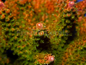 Amberflare Acropora (Cut to Order)