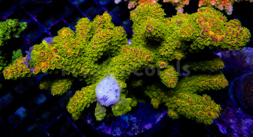 Auroralis Acropora (Cut to Order)