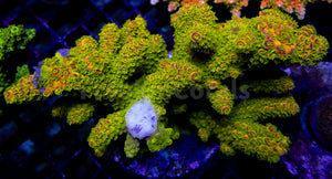 Auroralis Acropora (Cut to Order)