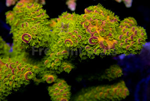 Auroralis Acropora (Cut to Order)