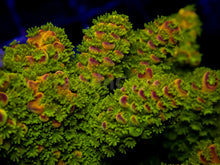 Load image into Gallery viewer, Auroralis Acropora (Cut to Order)