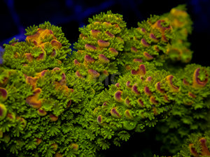 Auroralis Acropora (Cut to Order)