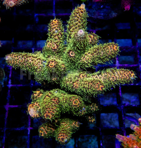 Pineapple Millepora (Cut to Order)