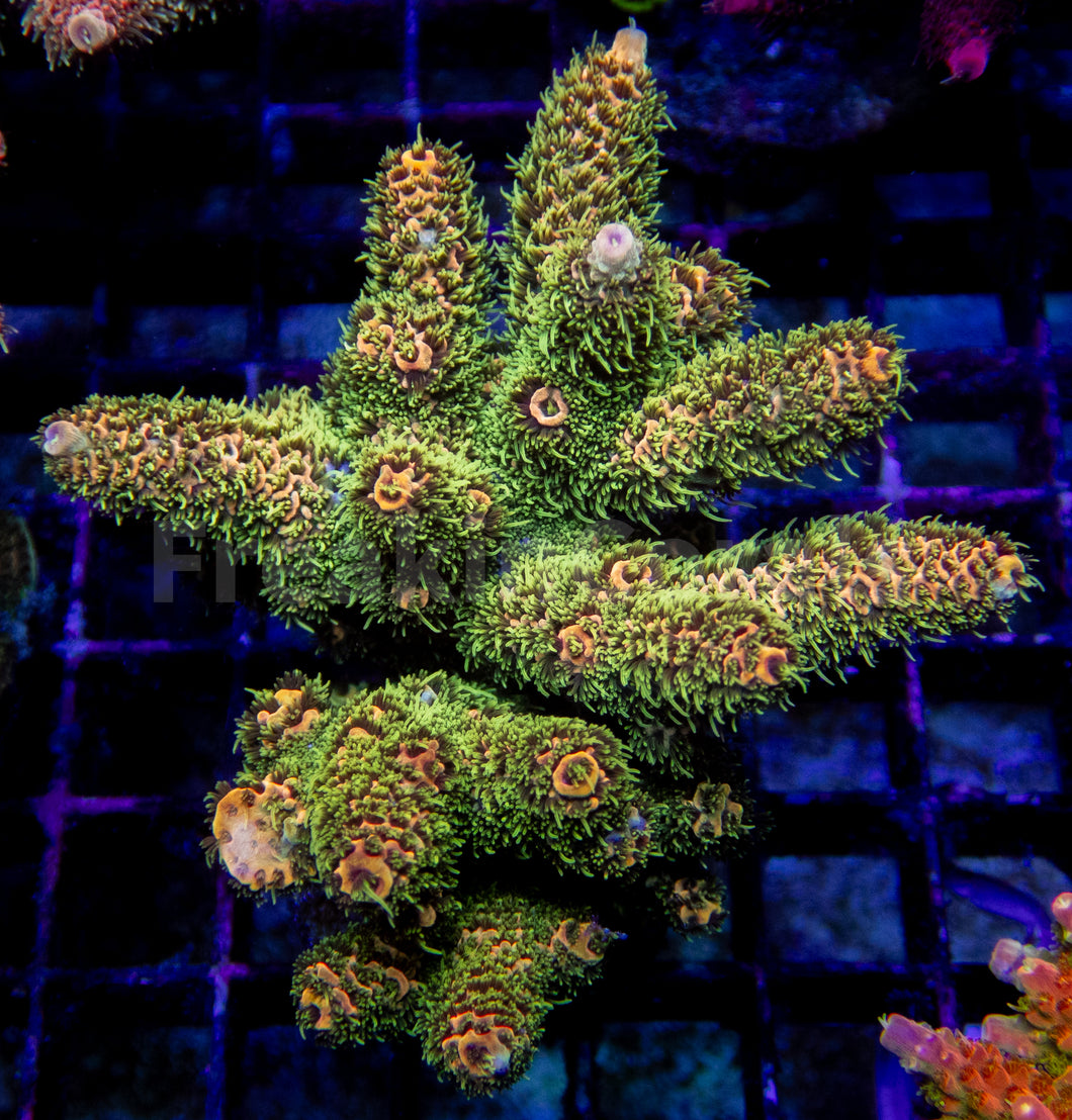 Pineapple Millepora (Cut to Order)