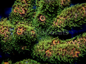 Pineapple Millepora (Cut to Order)