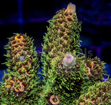 Carregar imagem no visualizador da galeria, Pineapple Millepora (Cut to Order)