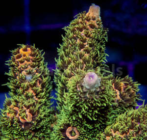 Pineapple Millepora (Cut to Order)