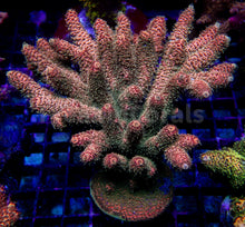 Carregar imagem no visualizador da galeria, Vibrant Orange Millepora (Cut to Order)