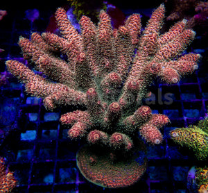 Vibrant Orange Millepora (Cut to Order)