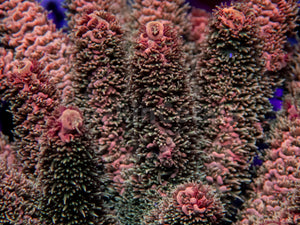 Vibrant Orange Millepora (Cut to Order)