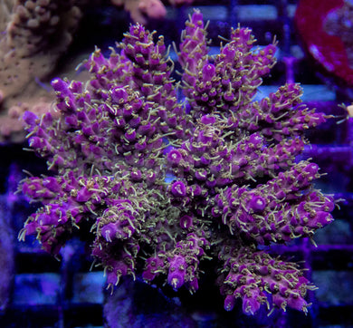 Zombie Purple Polyp Acropora (Cut to Order)