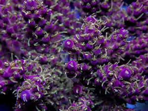 Zombie Purple Polyp Acropora (Cut to Order)