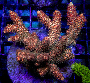 Metal Orange Millepora (Cut to Order)