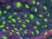 Carregar imagem no visualizador da galeria, Hyper Watermelon Chalice Colony (XXL colony)