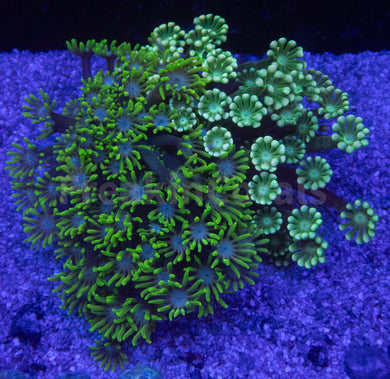 Mystic Wave Alveopora & Goniopora Mix