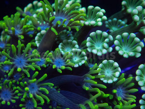 Mystic Wave Alveopora & Goniopora Mix