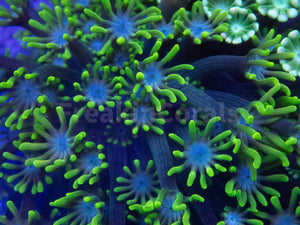 Mystic Wave Alveopora & Goniopora Mix