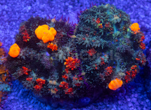 Citrus Bounce Rhodactis (2 Polyps)