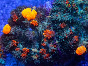 Citrus Bounce Rhodactis (2 Polyps)