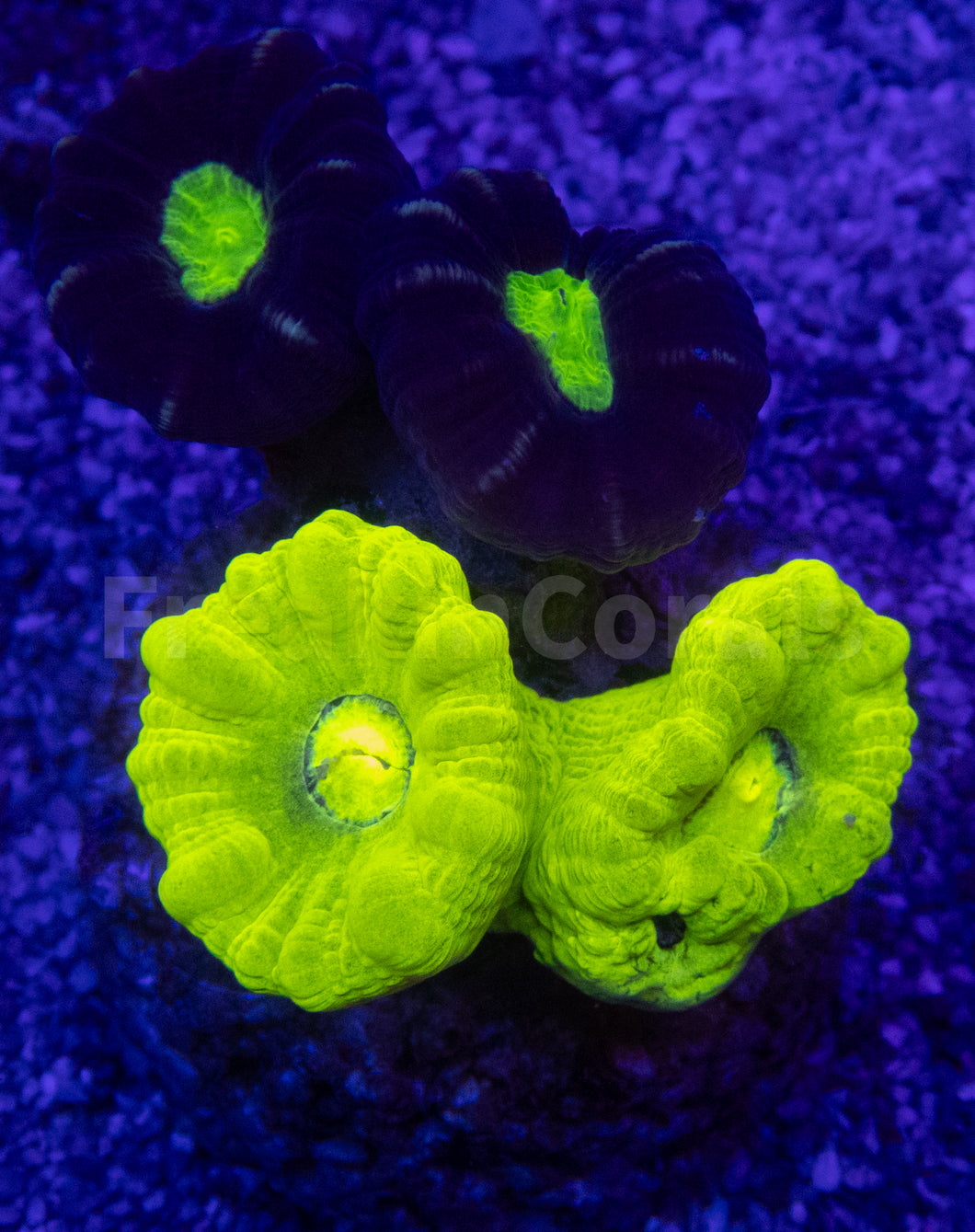 Green Fluor & Coca-Cola Caulastrea Mix